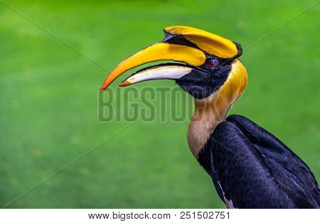 Beautiful Portrait Of  Great Hornbill