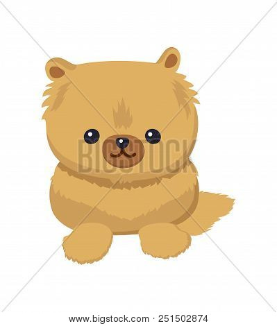 Dwarf Spitz Picture, Poster With Animal With Fluffy Fur And Cute Face, Pet With Fun Expression, Dogg