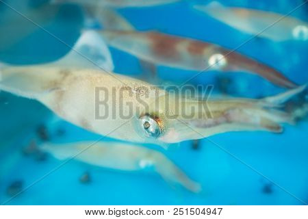 Live Squids With Big Silver Eyes In Tank For Food Preparation In Seongsan, Jeju Island, South Korea