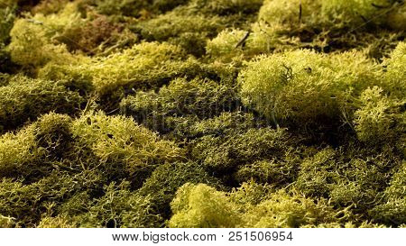 Texture Of Green Moss Closeup.  Summer Forest
