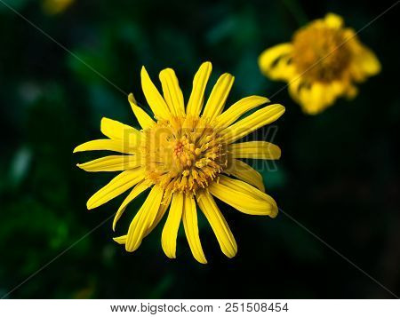 Yellow Camphor Flowers Bloom In A Garden In A Japanese Park In Central Kanagawa Prefecture, Japan