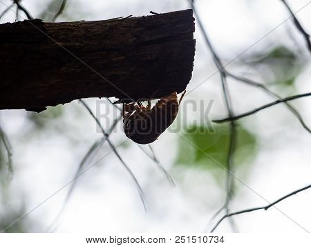 The Discarded Shell Of A Cicada Sticks To The Side Of A Tree After Being Discarded By A Now Full Gro