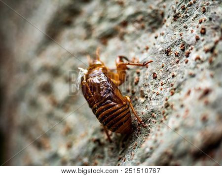 The Discarded Shell Of A Cicada Sticks To The Side Of A Tree After Being Discarded By A Now Full Gro