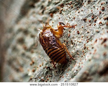 The Discarded Shell Of A Cicada Sticks To The Side Of A Tree After Being Discarded By A Now Full Gro