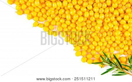 Branch Of Sea Buckthorn Berries With Leaves. Clipping Paths, Shadow Separated, Infinite Depth Of Fie