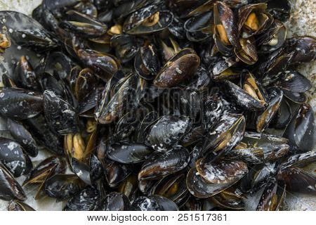 Fresh Mussels At Grill Pan. Seafood Barbecue Outdoors. Picnic Healthy Food, Mussels In Shells. Plent