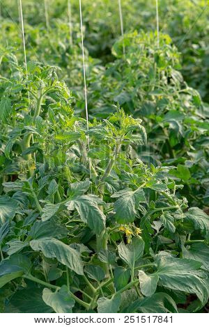Bio Farming In Italy, Cultivation Of Tomatoes In Greenhouse, Agriculrutal Region Near Fondi, Lazio,