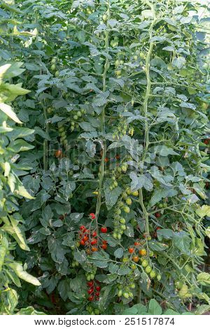 Bio Farming In Italy, Cultivation Of Sweet Cherry Tomatoes In Greenhouse, Agriculrutal Region Near F