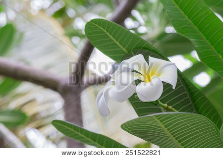 Plumeria Flower Frangipani, Shite And Yellow, With Green Leaves And Bokeh Background