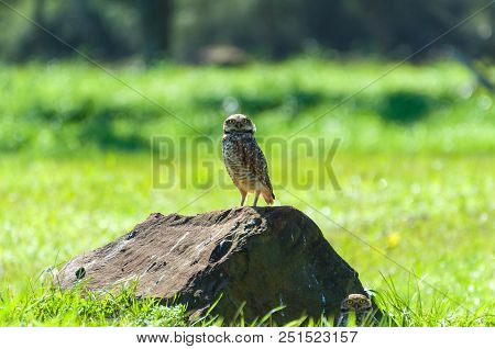 Beautiful Owl (glaucidium Minutissimum) On Top Of A Rock.