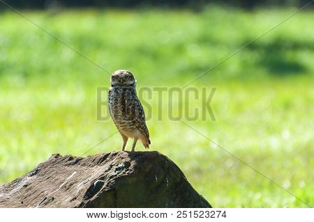 Beautiful Owl (glaucidium Minutissimum) On Top Of A Rock.