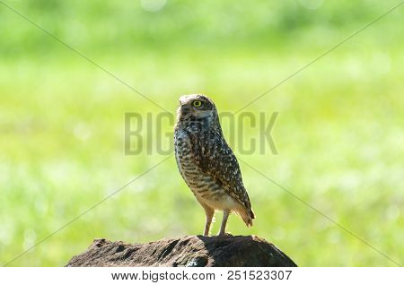 Beautiful Owl (glaucidium Minutissimum) On Top Of A Rock.