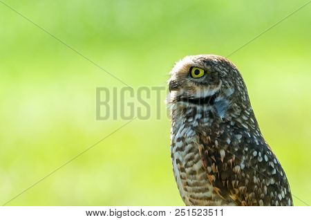 Beautiful Owl (glaucidium Minutissimum) On Top Of A Rock.