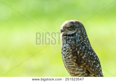 Beautiful Owl (glaucidium Minutissimum) On Top Of A Rock.