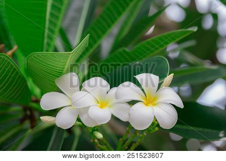 Plumeria Flower Frangipani, Shite And Yellow, With Green Leaves And Bokeh Background