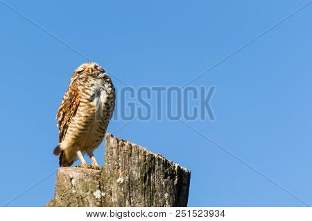 Beautiful Owl (glaucidium Minutissimum) On Top Of A Tree Trunk.