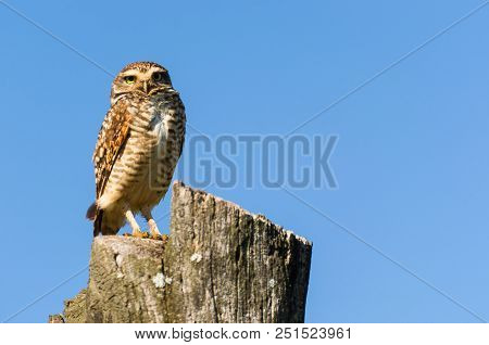 Beautiful Owl (glaucidium Minutissimum) On Top Of A Tree Trunk.