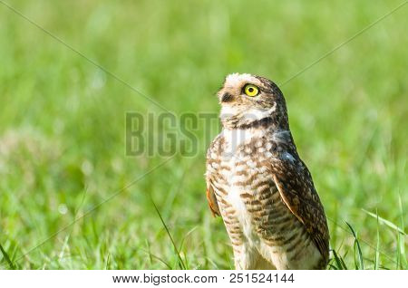 Beautiful Owl (glaucidium Minutissimum) On Top Of A Grass.