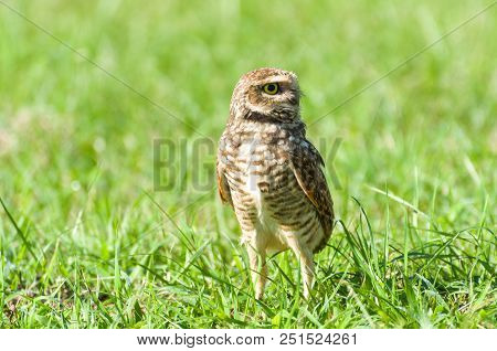 Beautiful Owl (glaucidium Minutissimum) On Top Of A Grass.