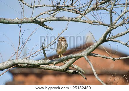 Beautiful Owl (glaucidium Minutissimum) On Top Of A Tree.