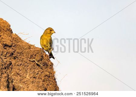Close Up European Greenfinch Or Chloris Chloris Sits On Rock Against White Sky Background
