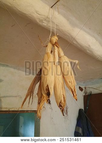 A Collection Of Corn Put To Dry, On The Roof Of An Old House With Mud Brick (adobe, Bahareque) Walls
