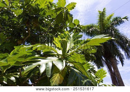 The Ripe Breadfruits Hanging At The Tree. There Are Many Breadfruit Trees Around. The Day Is Sunny A