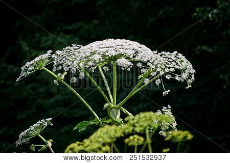 Cow Parsnip Or The Toxic Hogweed In Summer Sunny Day. Heracleum. Cow-bream.