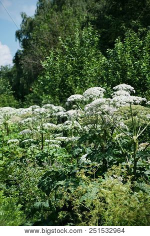 Cow Parsnip Or The Toxic Hogweed In Summer Sunny Day. Heracleum. Cow-bream.