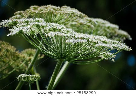 Cow Parsnip Or The Toxic Hogweed In Summer Sunny Day. Heracleum. Cow-bream.