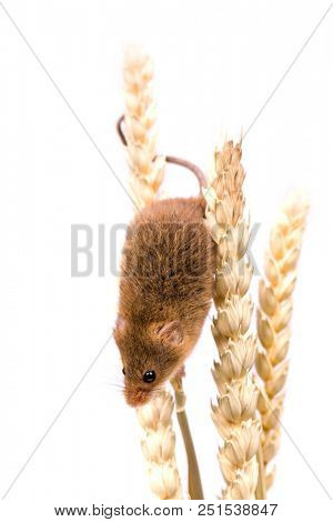 Micromys minutus or Harvest Mouse in wheat field