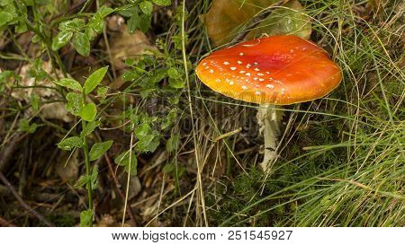 Amanita Muscaria Fly Agaric Red Mushrooms With White Spots In Grass.