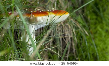 Amanita Muscaria Fly Agaric Red Mushrooms With White Spots In Grass.