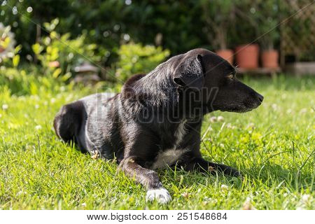 Black Dog Lies In Green Meadow At Eye Level