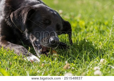 Black Dog Is Chewing A Dog Bone In The Garden For Dental Care