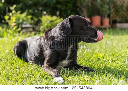 Black Dog Lies Relaxed In The Grass And Licks