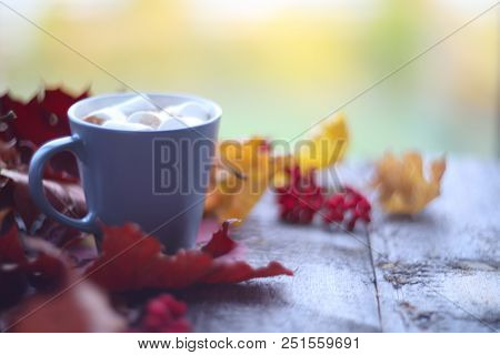 Autumn Cocoa With Marshmellows