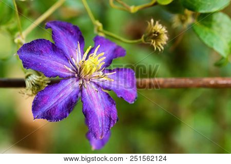 Closeup Bright Blue Flower Of Blossoming Clematis Jackmanii