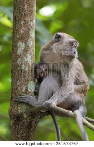 Mother And Baby Monkey Perched On A Tree At Chek Jawa Wetlands In Pulau Ubin Island Singapore