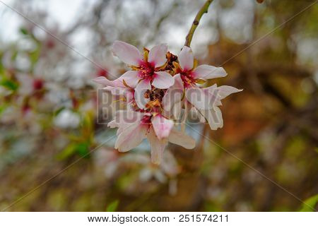 Blooming Almond Tree On Akdamar Island. Van Lake. Turkey