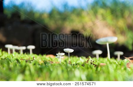 White Wild Parasola Mushrooms On Forest Floor