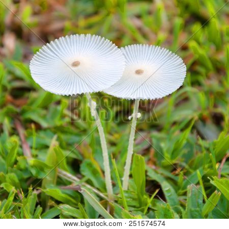 Two White Wild Parasola Mushroom In Grass