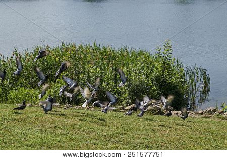 Group Pigeons, Dove Or Columba Livia With Variegated Feathers Fly From Meadow Over The  Lake, Distri