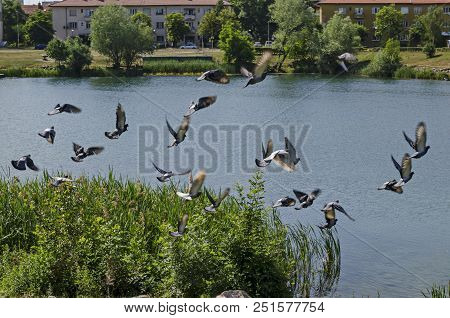 Group Pigeons, Dove Or Columba Livia With Variegated Feathers Fly Over The  Lake, District Drujba, S