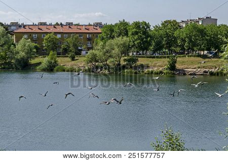 Group Pigeons, Dove Or Columba Livia With Variegated Feathers Fly Over The  Lake, District Drujba, S