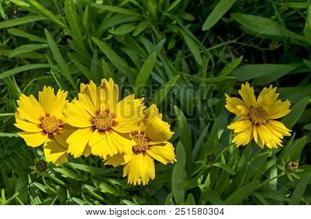 Yellow With Red Core Coreopsis Or Tickseed Flower  Blooming In A Garden, District Drujba, Sofia, Bul