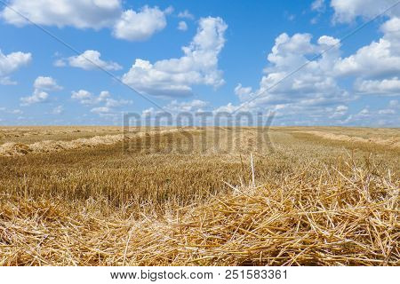 Ield After Harvesting Cereals In The Summer, Stubble