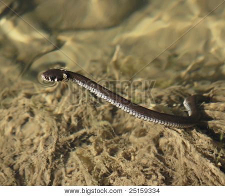Natrix Natrix, Culebra