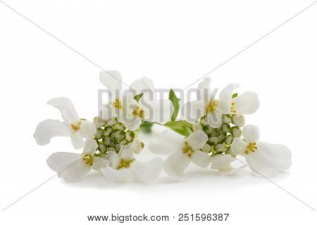 Iberis Sempervirens Flowers Isolated On White Background
