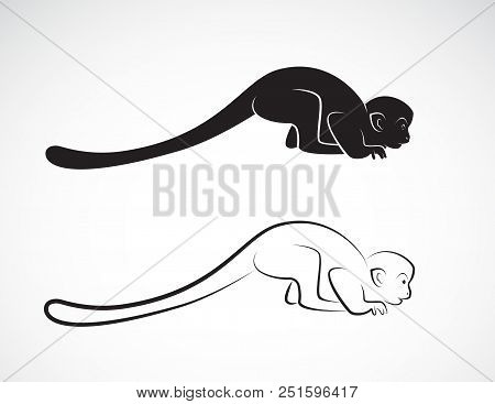 Vector Of Squirrel Monkey Design On A White Background,. Wild Animals,.  Easy Editable Layered Vecto